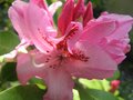 vignette Rhododendron   Mrs Furnival's Daughter bis  au 22 04 09
