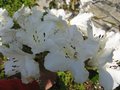 vignette Rhododendron fragantissimum trs parfum au 22 04 09