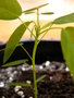vignette Codariocalyx Motorius (Plante tlgraphe) 3 semaines