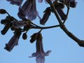 vignette Paulownia imperialis au 22 04 09