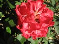 vignette Rhododendron Halfdan lem 23 04 09