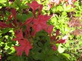 vignette Rhododendron jolie madame gros plan trs parfum au 23 04 09