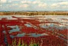 vignette vue-salicornes en fleurs dans les marais salants