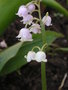 vignette Convallaria majalis 'Rosea'