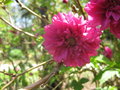 vignette Rubus spectabilis 'olympic double'