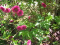 vignette Rubus spectabilis 'olympic double'