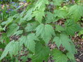 vignette Rubus palmatus coptophyllus