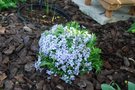 vignette Phlox subulata Emerald Cushion Blue