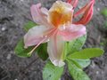 vignette Rhododendron delicatissimum au 24  04 09