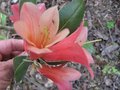 vignette Rhododendron cinnabarinum revlon autre vue  au 24 04 09