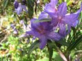 vignette Rhododendron augustini Hilliers dark form au 24 04 09