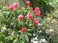vignette Rhododendron morgenrot au 24 04 09