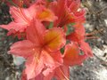 vignette Rhododendron He bien au 24 04 09