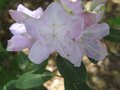 vignette Rhododendron cinnabarinum georges johnstone au 24 04 09
