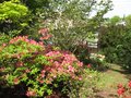 vignette Rhododendrons depuis ma terrasse nord au 24 04 09