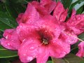 vignette Rhododendron midnight ao 25 04 09
