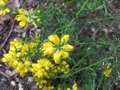 vignette genista hispanica au 25 04 09