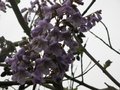 vignette Paulownia imperialis gros plan au 25 04 09