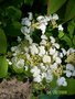 vignette viburnum mariesii