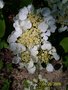 vignette viburnum mariesii