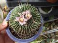 vignette cactus en fleur
