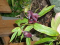 vignette Hellebore Drucourt