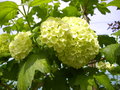 vignette Viburnum Opulus (Boule de Neige)