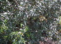 vignette Syzygium jambos
