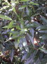 vignette Syzygium jambos