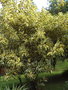 vignette Ficus elastica variegata