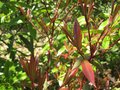 vignette Rhododendron lutescens nouvelles pousses au 26 04 09