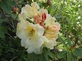 vignette Rhododendron Horizon monarch au 26 04 09
