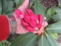vignette Rhododendron point defiance et ses enormes boutons floraux au 26 04 09
