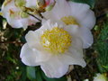 vignette Camlia ' FRAGRANT FRILL ' camellia japonica