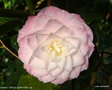 vignette Camlia ' GRACE ALBRITTON ' camellia  japonica