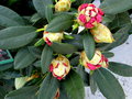 vignette rhododendron en boutons