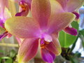 vignette phalaenopsis bellina