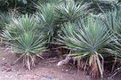 vignette Yucca aloifolia