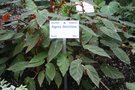 vignette Begonia dietrichiana