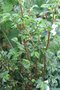 vignette Begonia foliosa