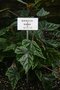 vignette Begonia metallica
