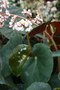 vignette Begonia sanguinea