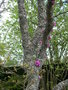 vignette Cercis ..., arbre de Jude, gainier