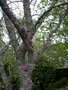 vignette Cercis ..., arbre de Jude, gainier