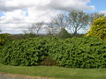 vignette Chamaecyparis lawsoniana 'Rijnhof', cyprs de Lawson nain