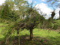 vignette Cryptomeria japonica 'Araucarioides Group', cdre du Japon nain, sugi nain