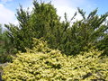 vignette Ilex crenata 'Golden Gem', houx dor