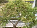 vignette Juniperus virginiana 'Grey Owl', genvrier nain