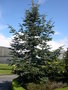 vignette Picea abies 'Acrocona', pica