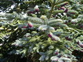 vignette Picea abies 'Acrocona', pica